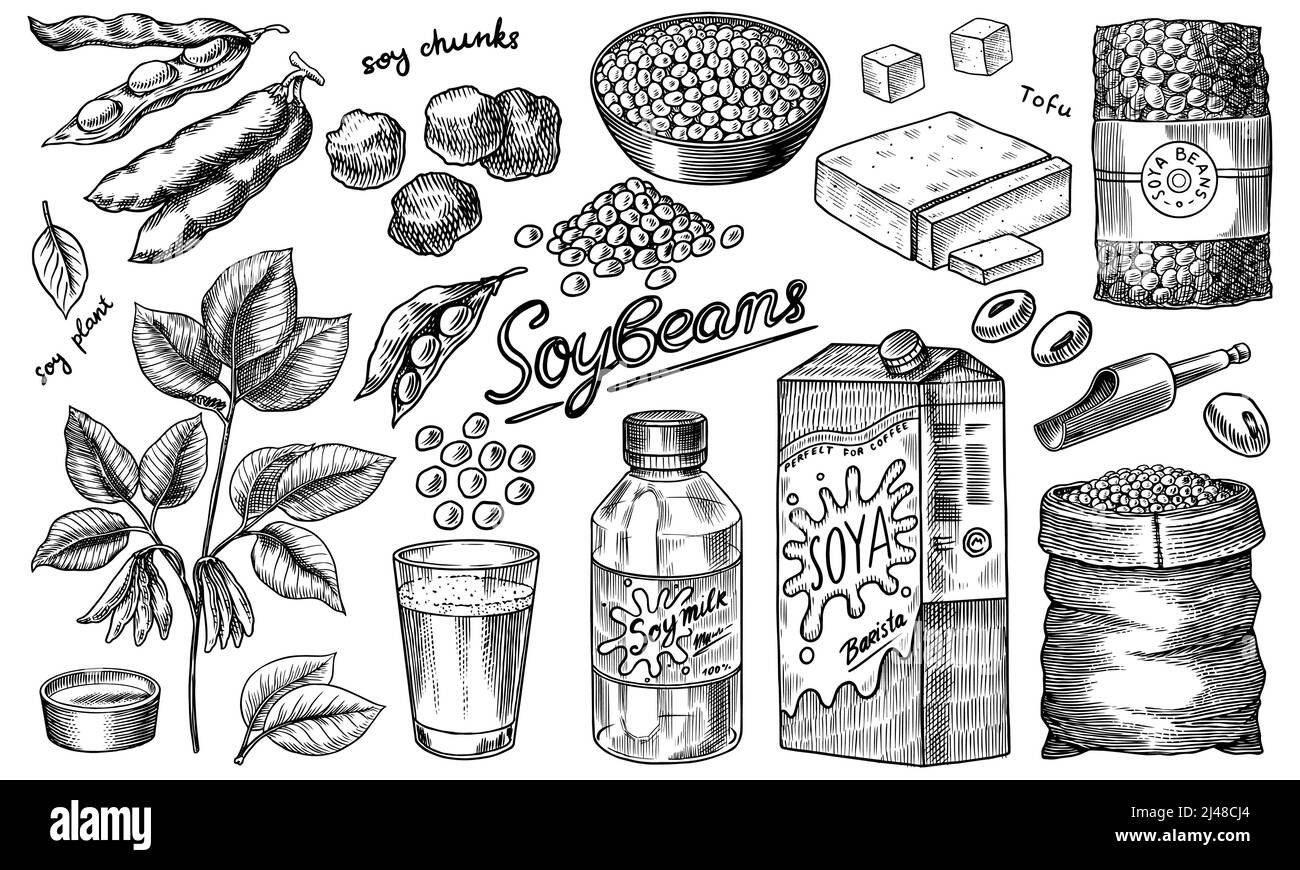 Soya beans. Milk and tofu. Soybean sketch. Pod on plant. Nuts and seeds