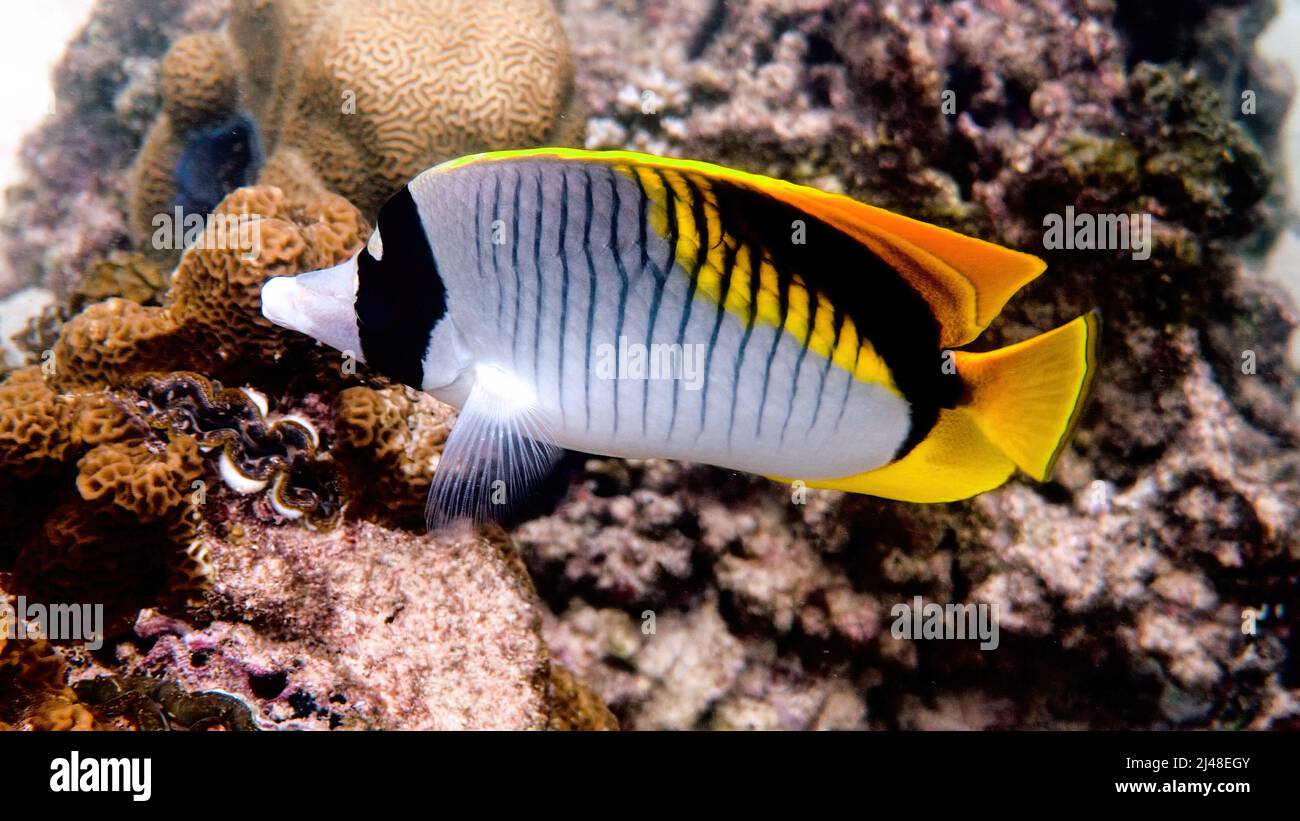 Underwater video of lined butterflyfish, biggest butterfly fish in marine life Stock Photo