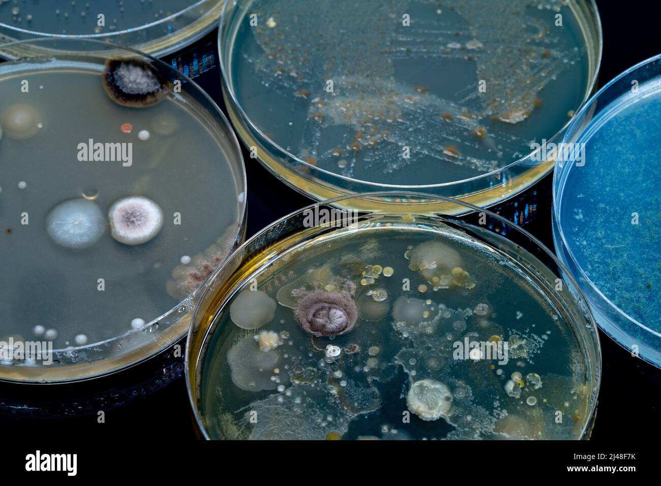 Petri dish with biological samples in a laboratory of a medical clinic Stock Photo Alamy