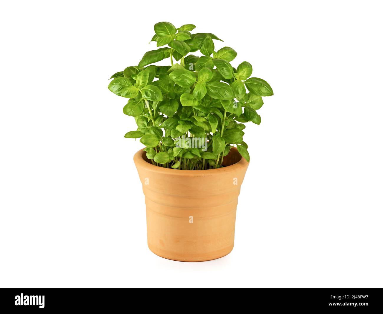 fresh aromatic basil plant in terracotta pot isolated on white