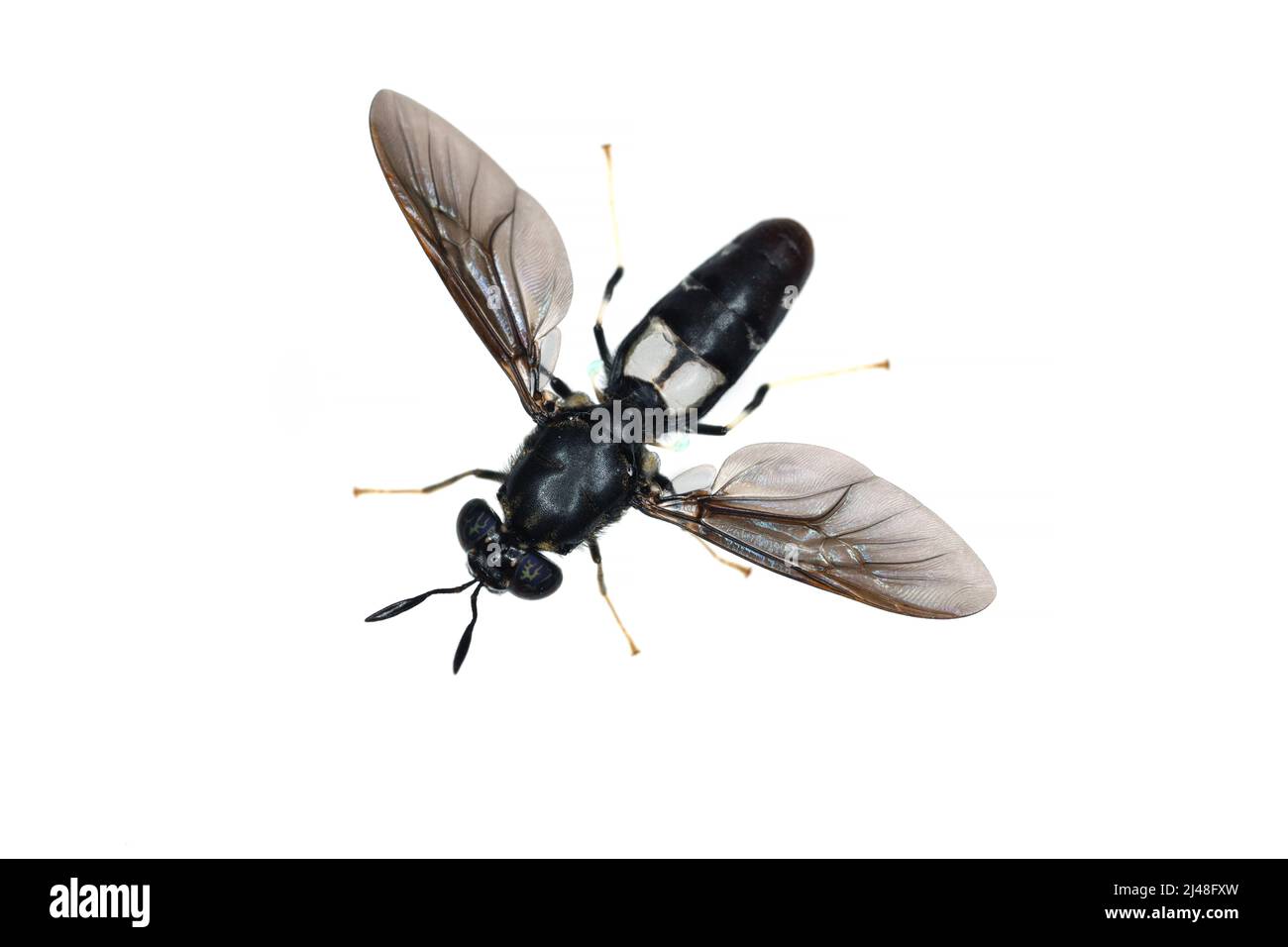 Black soldier fly species Hermetia illucens in high definition with extreme focus. Isolated on white background. Stock Photo