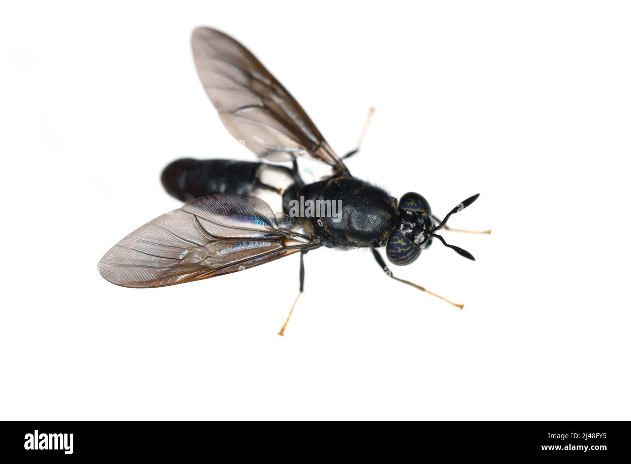 Black soldier fly species Hermetia illucens in high definition with extreme focus. Isolated on white background. Stock Photo
