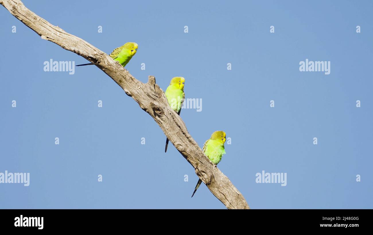 shot of three budgies in a tree at kings canyon-watarrka national park of the northern territory, australia Stock Photo