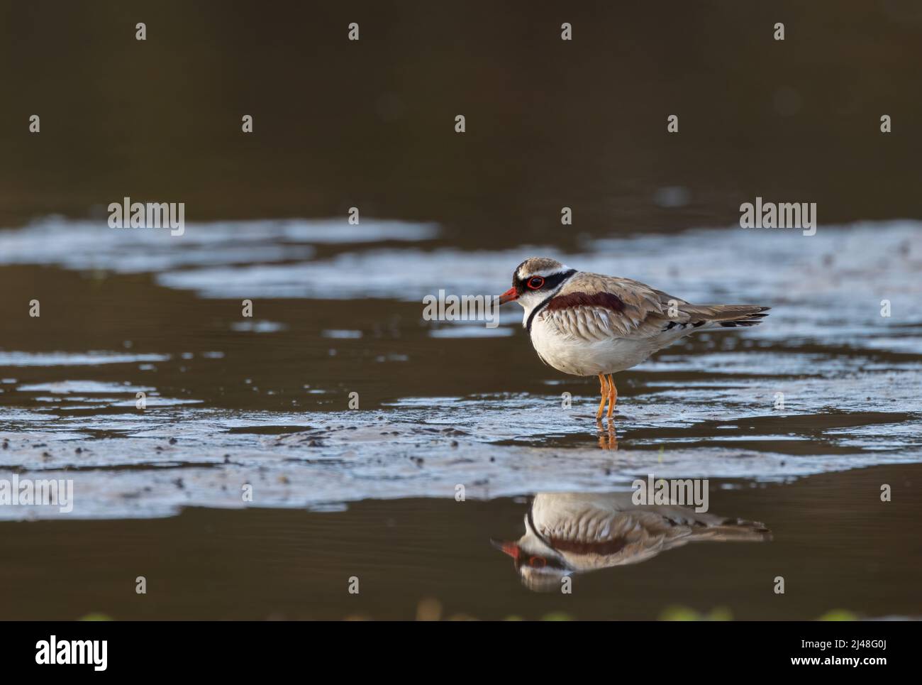 shot of a black-fronted dotterel feed on a wetland mud bank at the central coast of nsw, australia Stock Photo