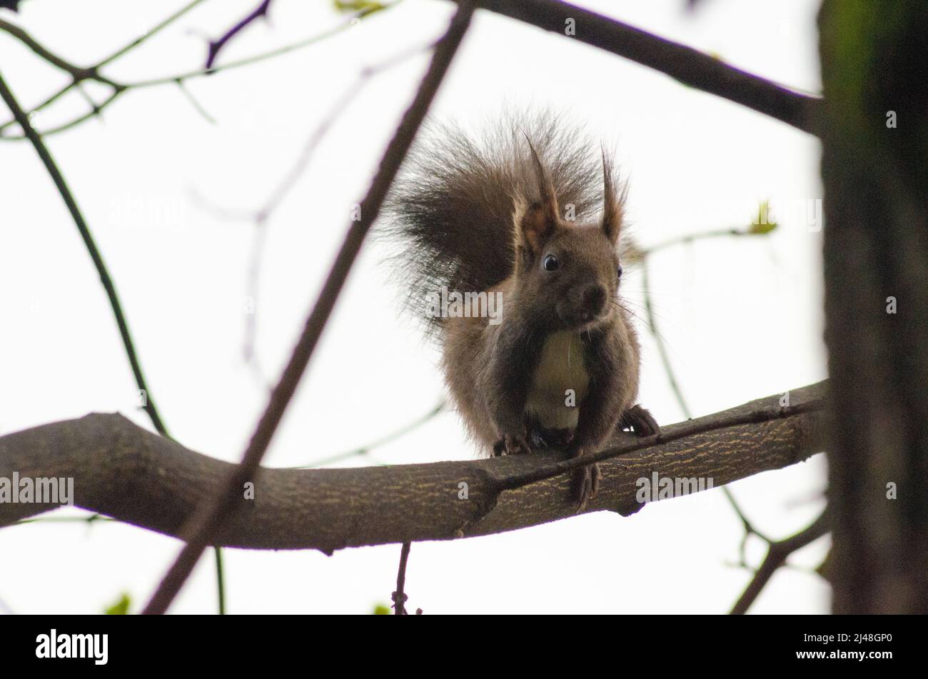 A Eurasian Red Squirrel ( Sciurus vulgaris ) on a tree in the forests of the Capathian Mountains in Romanaia. Some of these Red Squirrels are known to Stock Photo