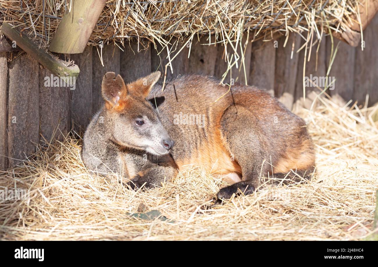 Spring Wallaby Wallaby resting and enjoying the spring sun Stock Photo - Alamy