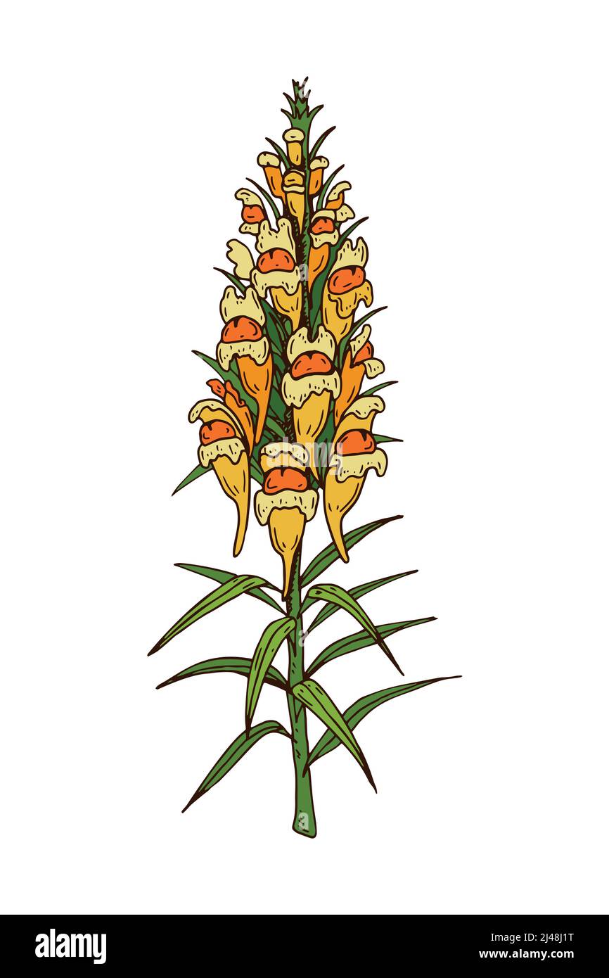 Snapdragon field Stock Vector Images - Alamy