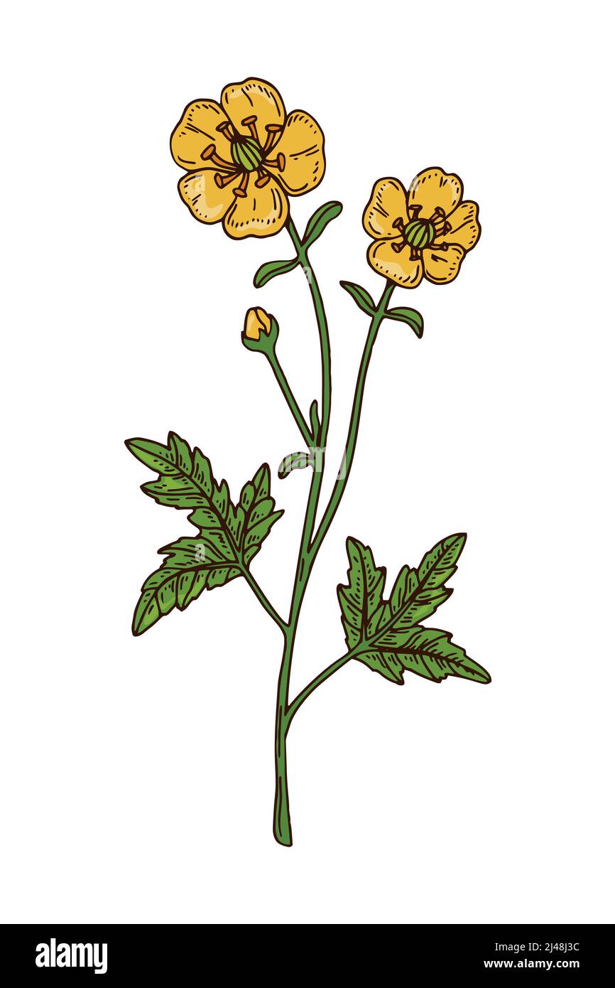 persian buttercup drawing