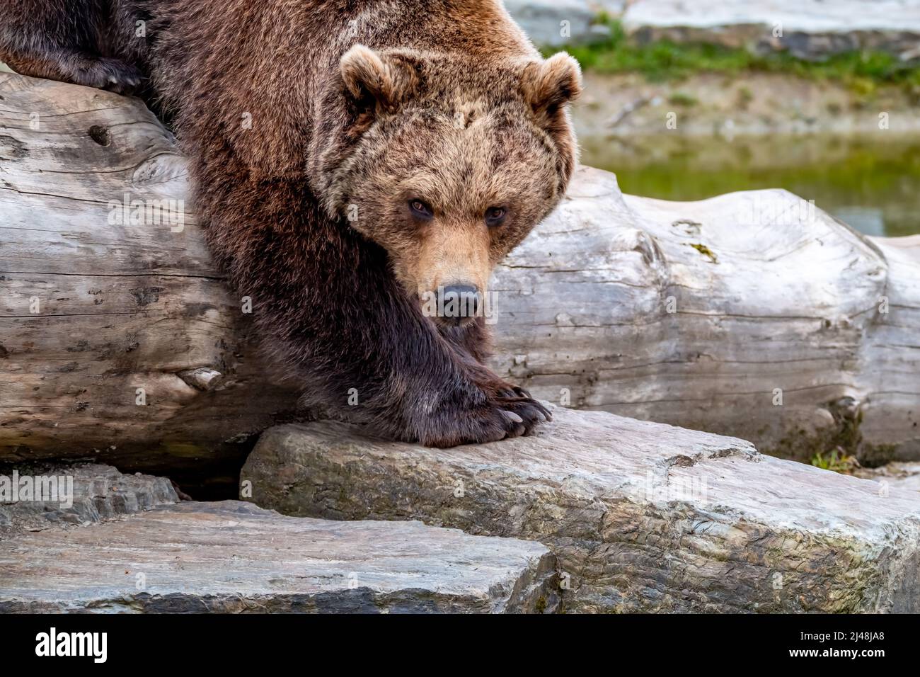 Black bears in the woods hi-res stock photography and images - Alamy