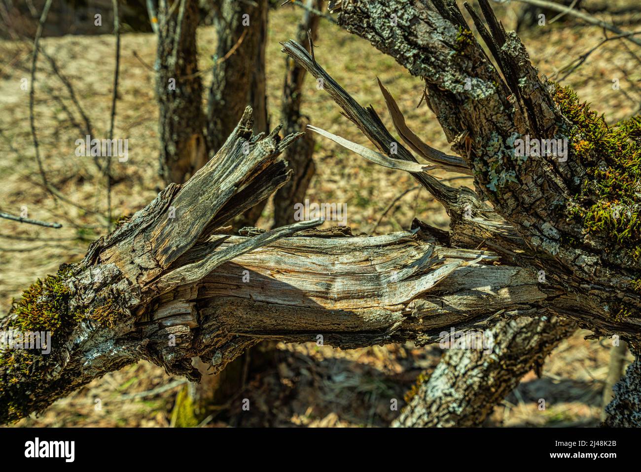 Dry, cracked and broken branch with moss and lichen on top. Abruzzo, Italy, Europe Stock Photo