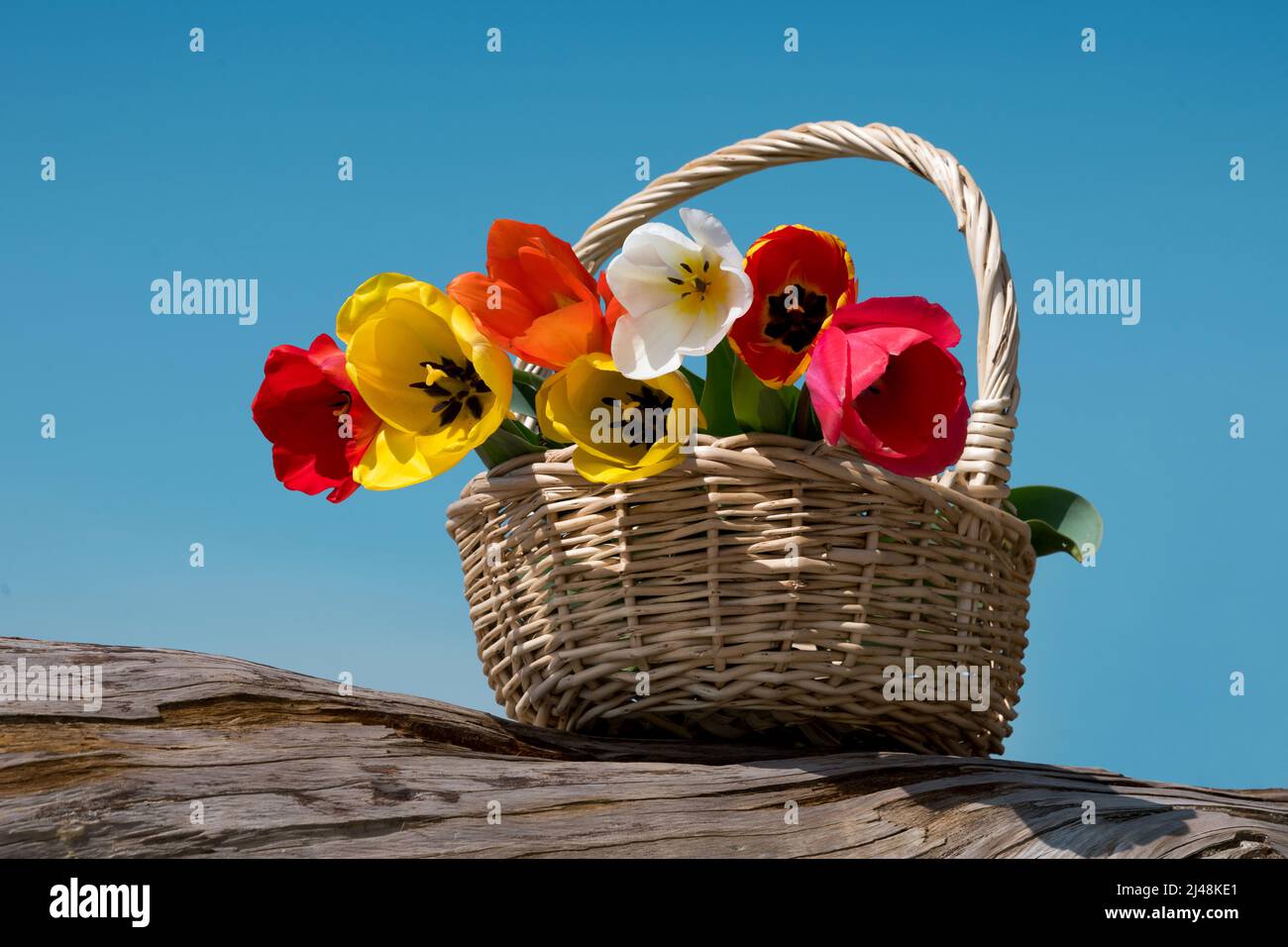 Wicker basket with bunch of colorful tulips with multicolored petals placed on wooden log against blue cloudless sky in countryside Stock Photo