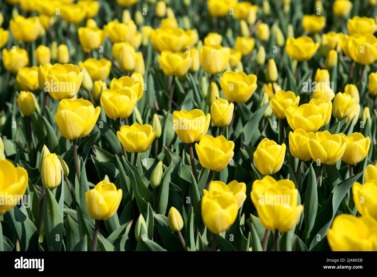 Background with abundance of bright lush tulips with yellow petals and green leaves growing in garden on sunny spring day Stock Photo