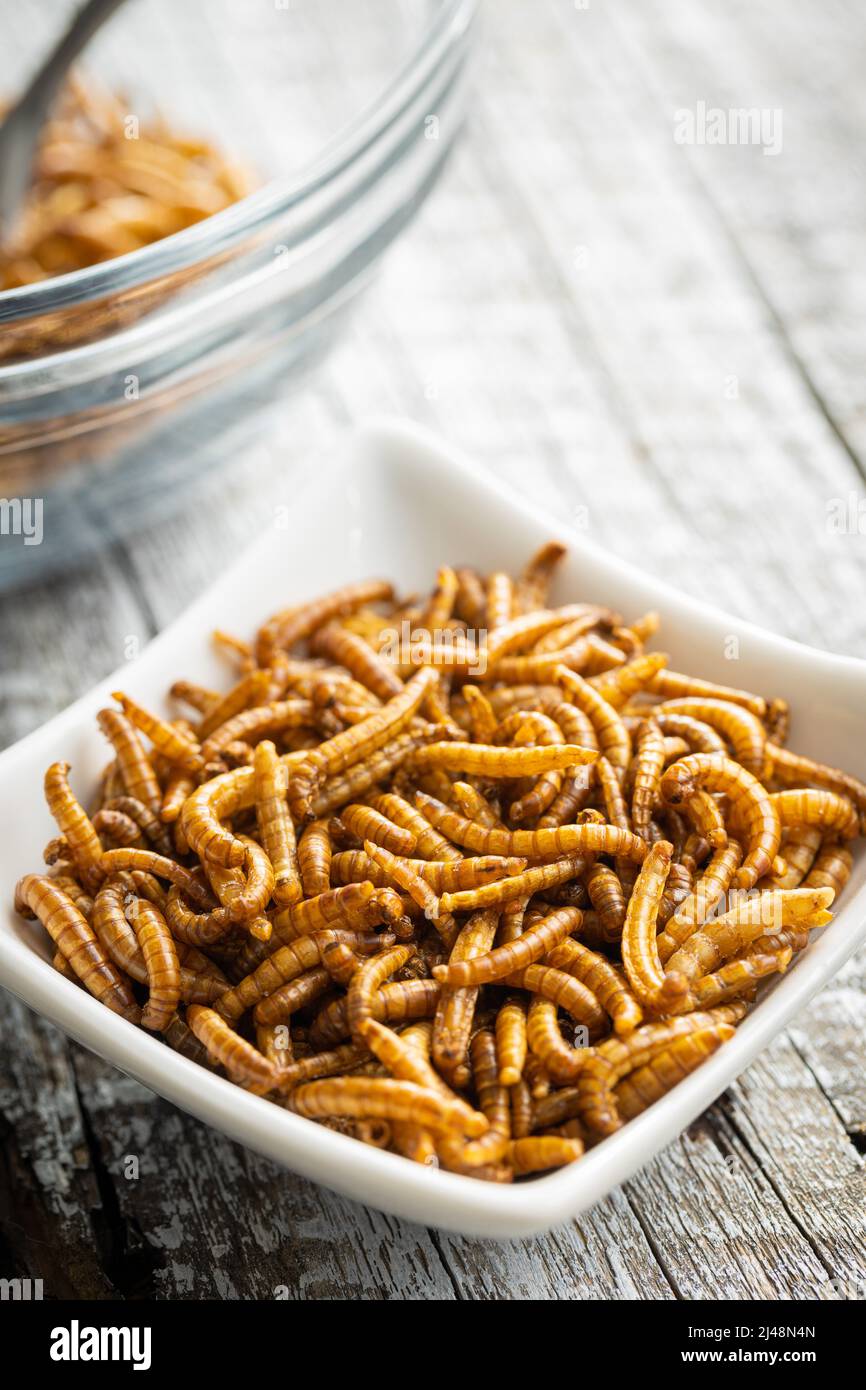 Fried salty worms. Roasted mealworms in a bowl Stock Photo Alamy