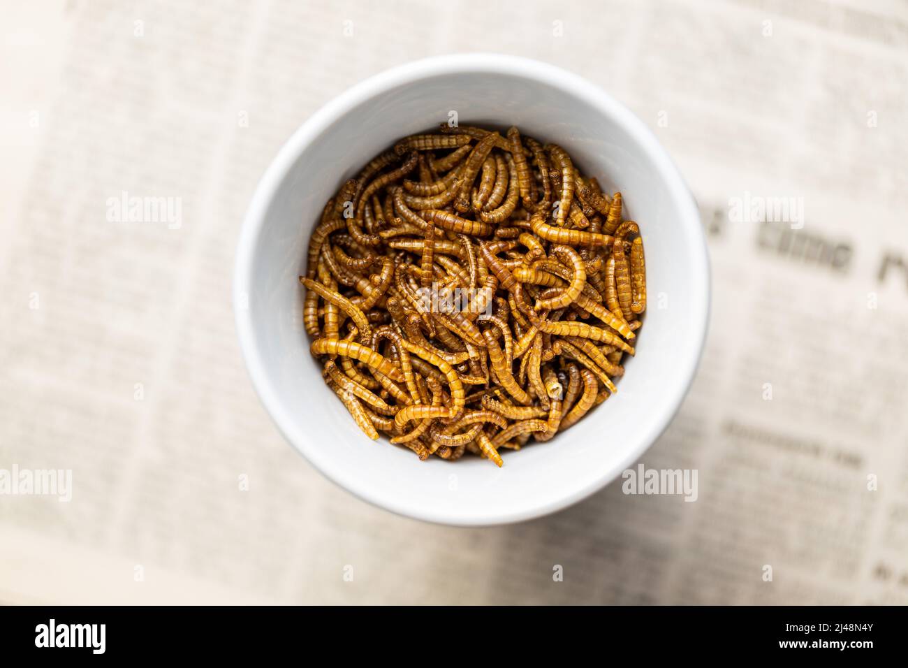 Fried salty worms. Roasted mealworms in a bowl. Top view Stock Photo