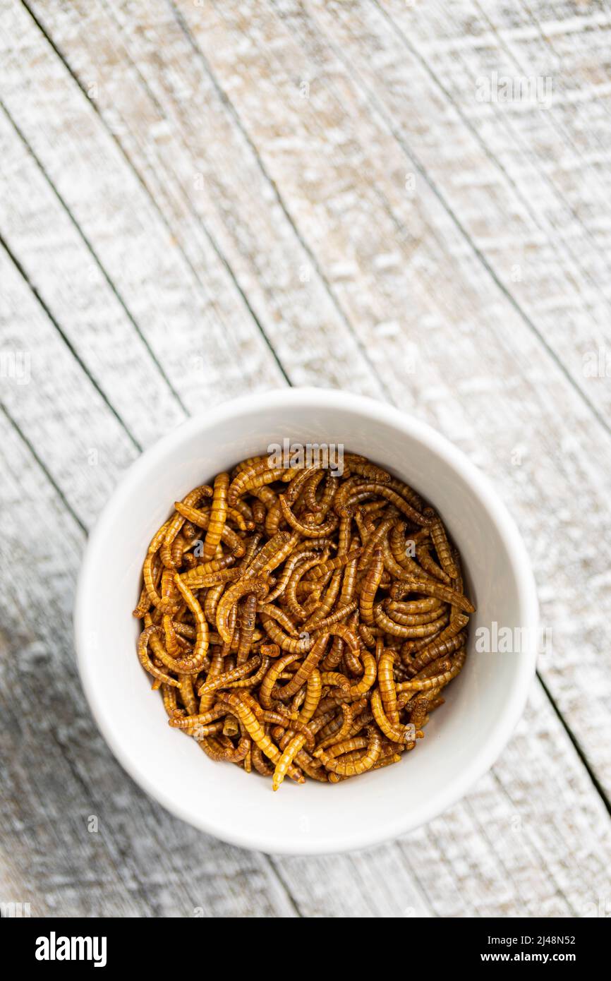 Fried salty worms. Roasted mealworms in a bowl. Top view Stock Photo