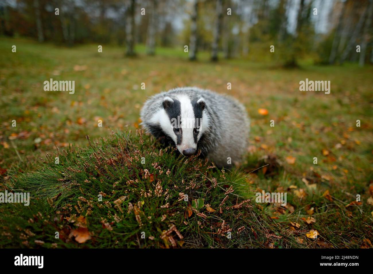 Европейский барсук. Badger in forest camera trap. Барсук в цветах. Осенний барсук. Барсук коричневый в листве.