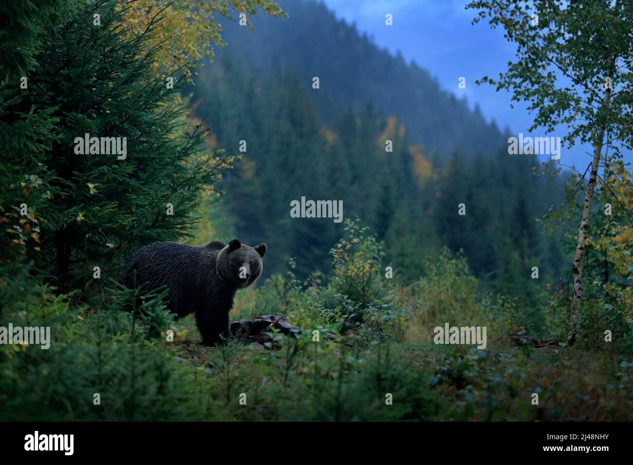 Brown bear feeding before winter. Slovakia mountain Mala Fatra, green forest. Dangers animal, yellow autumn, wood habitat. Wildlife Europe. Brown bird Stock Photo