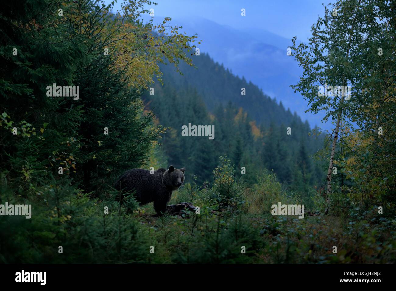 Brown bird in environment, dark evening autum forest. Brown bear feeding before winter. Slovakia mountain Mala Fatra, green forest. Dangers animal, ye Stock Photo