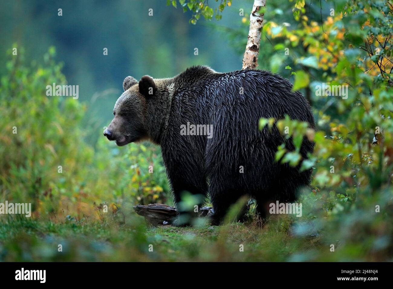 Wildlife from Europe. Autumn trees with bear. Brown bear feeding before winter. Slovakia mountain Mala Fatra. Evening in the green forest. Big female, Stock Photo