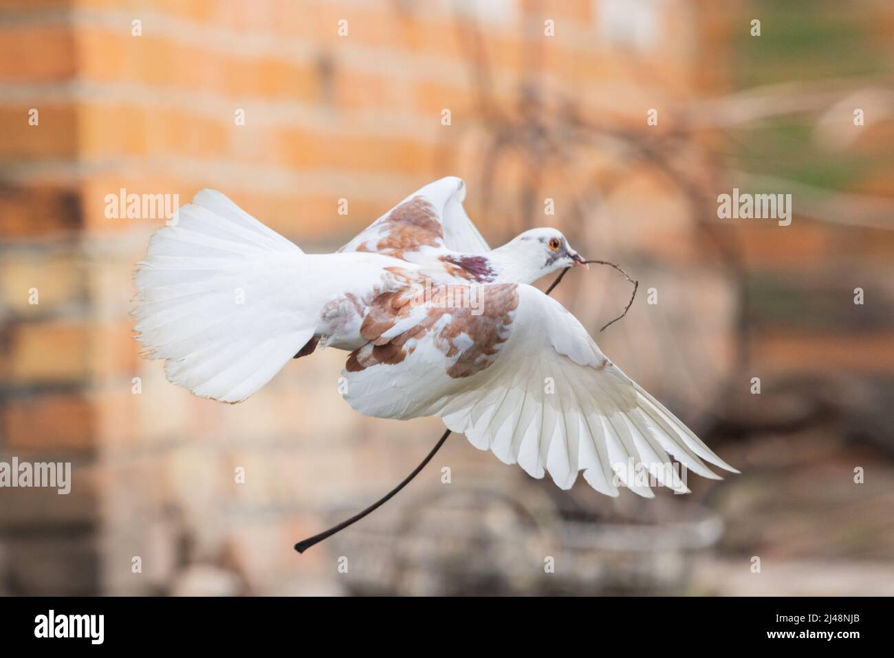 white dove flying with a branch in its beak Stock Photo