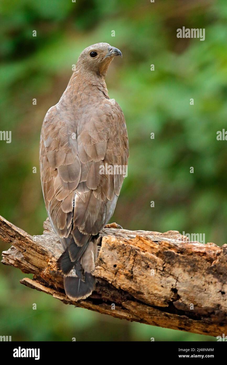 Oriental honey buzzard, Pernis ptilorhynchus, India eagle, perched on trunk forest environment, looking for prey. Wildlife photography. Ranthambore, I Stock Photo