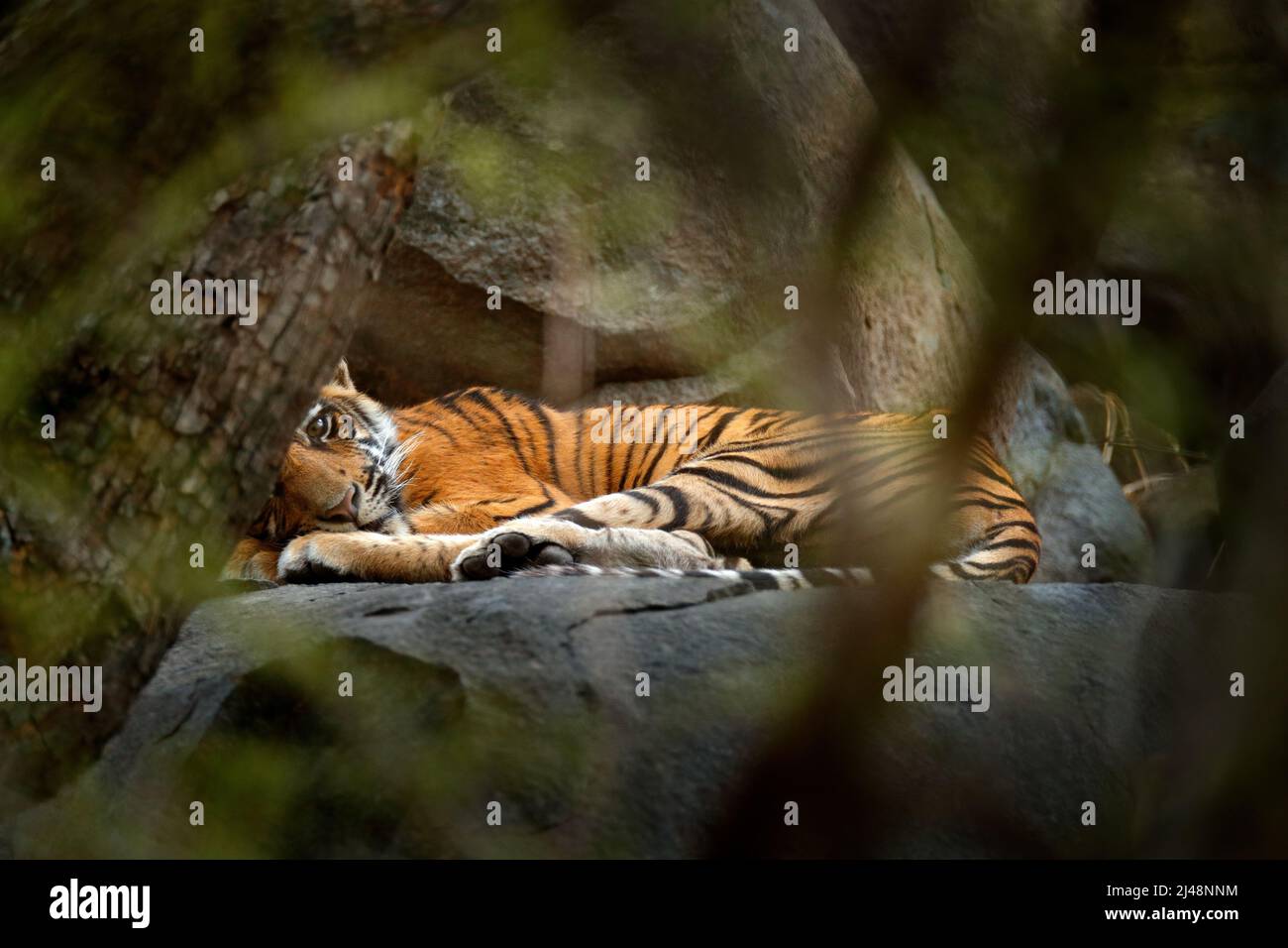Tiger lying in green vegetation. Wild Asia, wildlife India. Yiung Indian tiger, wild animal in the nature habitat, Ranthambore, India. Big cat, endang Stock Photo