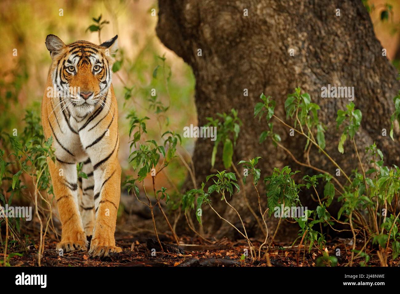Big cat, endangered animal hidden in forest. End of dry season. Tiger walking in green vegetation. Wild Asia, wildlife India. Indian tiger, wild anima Stock Photo