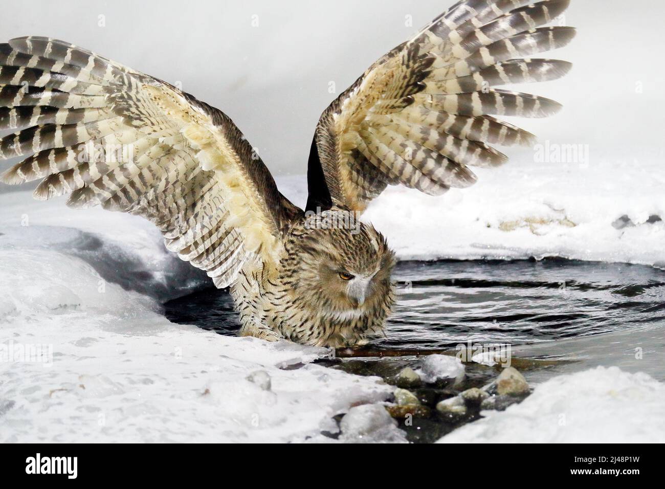 Blakiston's fish owl, Bubo blakistoni, largest living species of owl