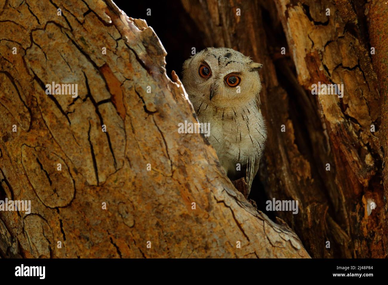 Indian scops owl, Otus bakkamoena, rare bird from Asia. Malaysia beautiful owl in the nature forest habitat. Bird from India. Fish owl sitting on tree Stock Photo