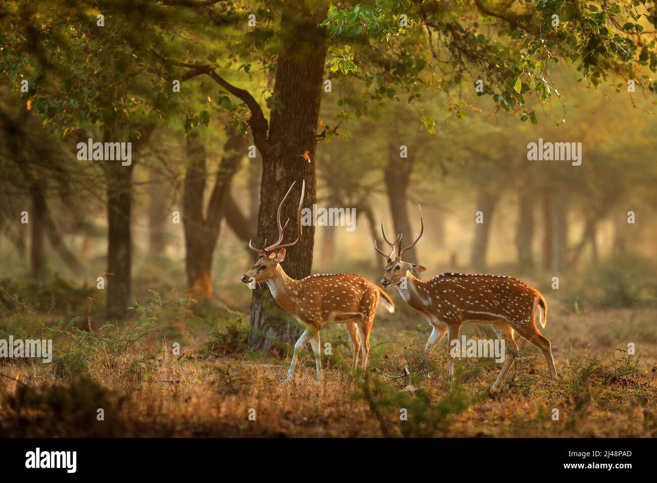 Chital or cheetal, Axis axis, spotted deer or axis deer, nature habitat