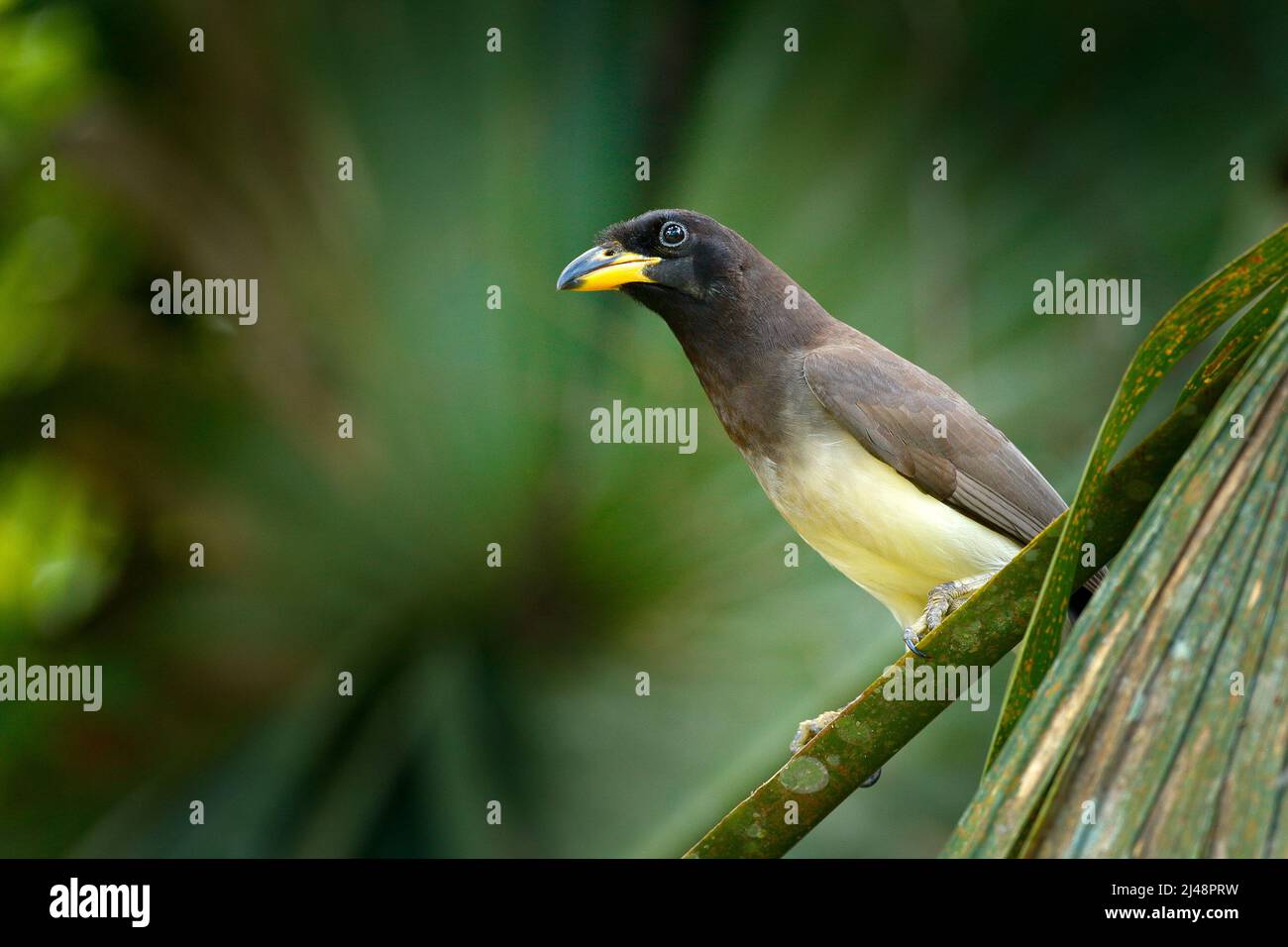 Brown Jay, Cyanocorax morio, bird from green Costa Rica forest, in the