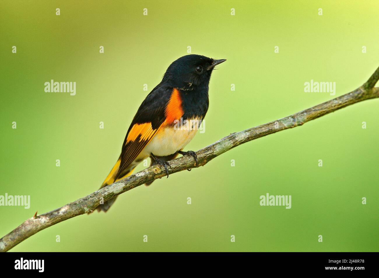 American redstart, Setophaga ruticilla, New World warbler from Mexico. Tanager in the nature habitat. Birdwatching in South America. Black head with o Stock Photo