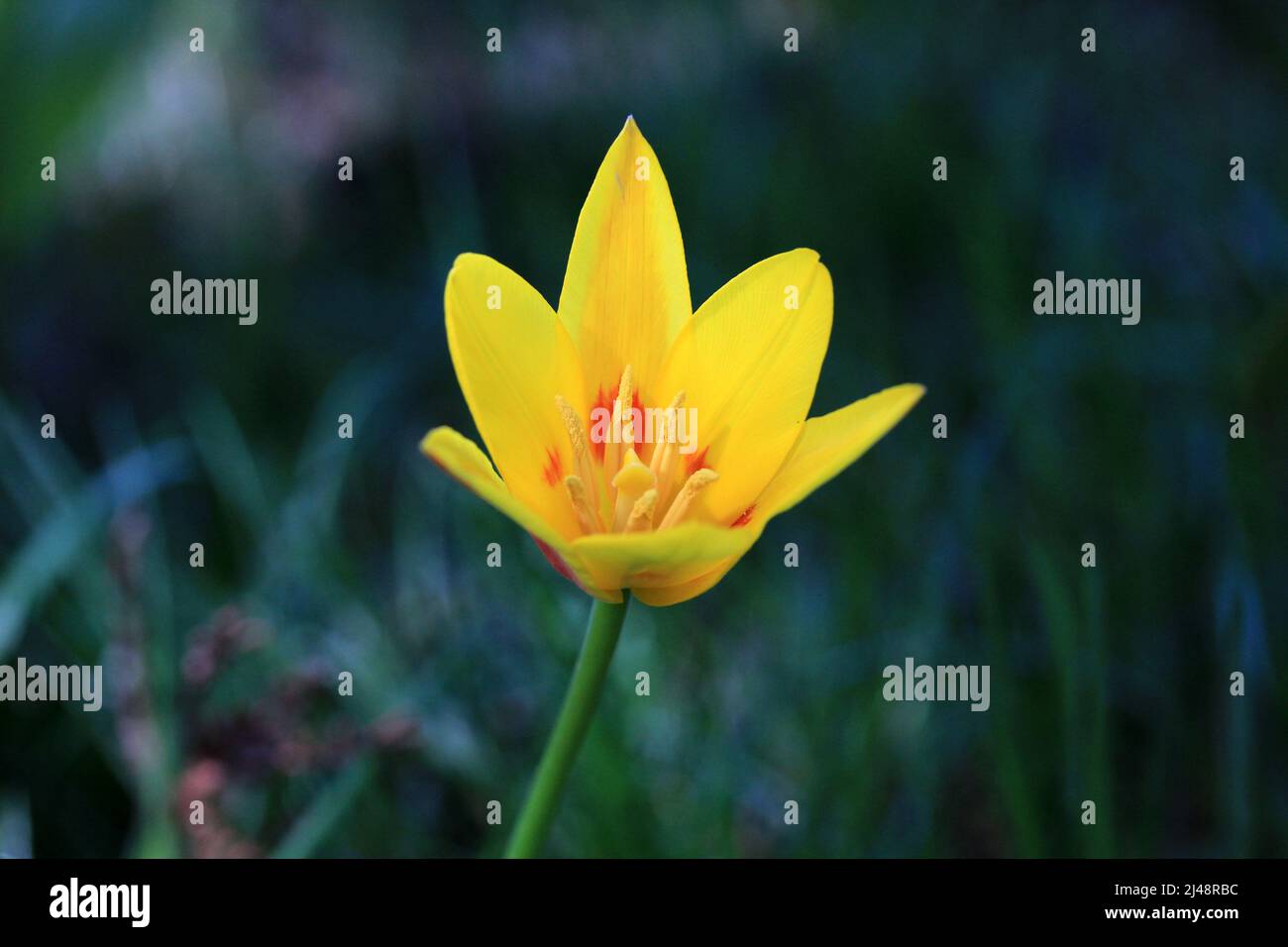 A beautiful yellow tulip. The background is green liliales. Stock Photo