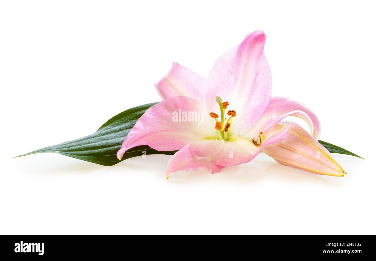 Beautiful pink Lily (Lilium, Liliaceae) with a bud isolated on white background, including clipping path without shade. Germany Stock Photo