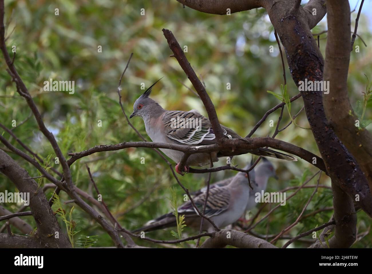 Grey crested pigeon, ocyphaps lophotes, perched on a tree branch, with two more crested pigeons lurking in the background Stock Photo