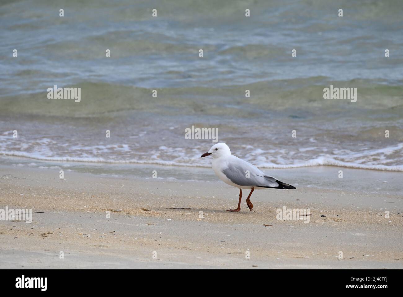 Seagull, or silver gull, walking along a sandy beach, right by the water, with small waves gently approaching the shore in the background Stock Photo