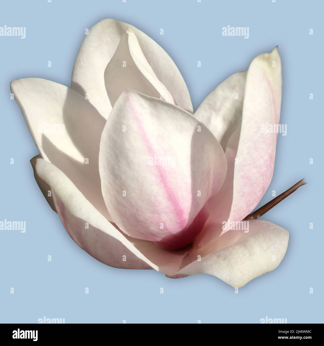 One single flower of a magnolia tree in bloom. The picture is cut out on a light blue background. Stock Photo