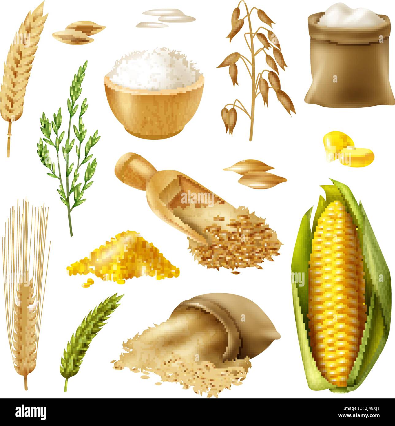Colored and realistic cereals icon set with wheat rice barley oat corn vector illustration Stock