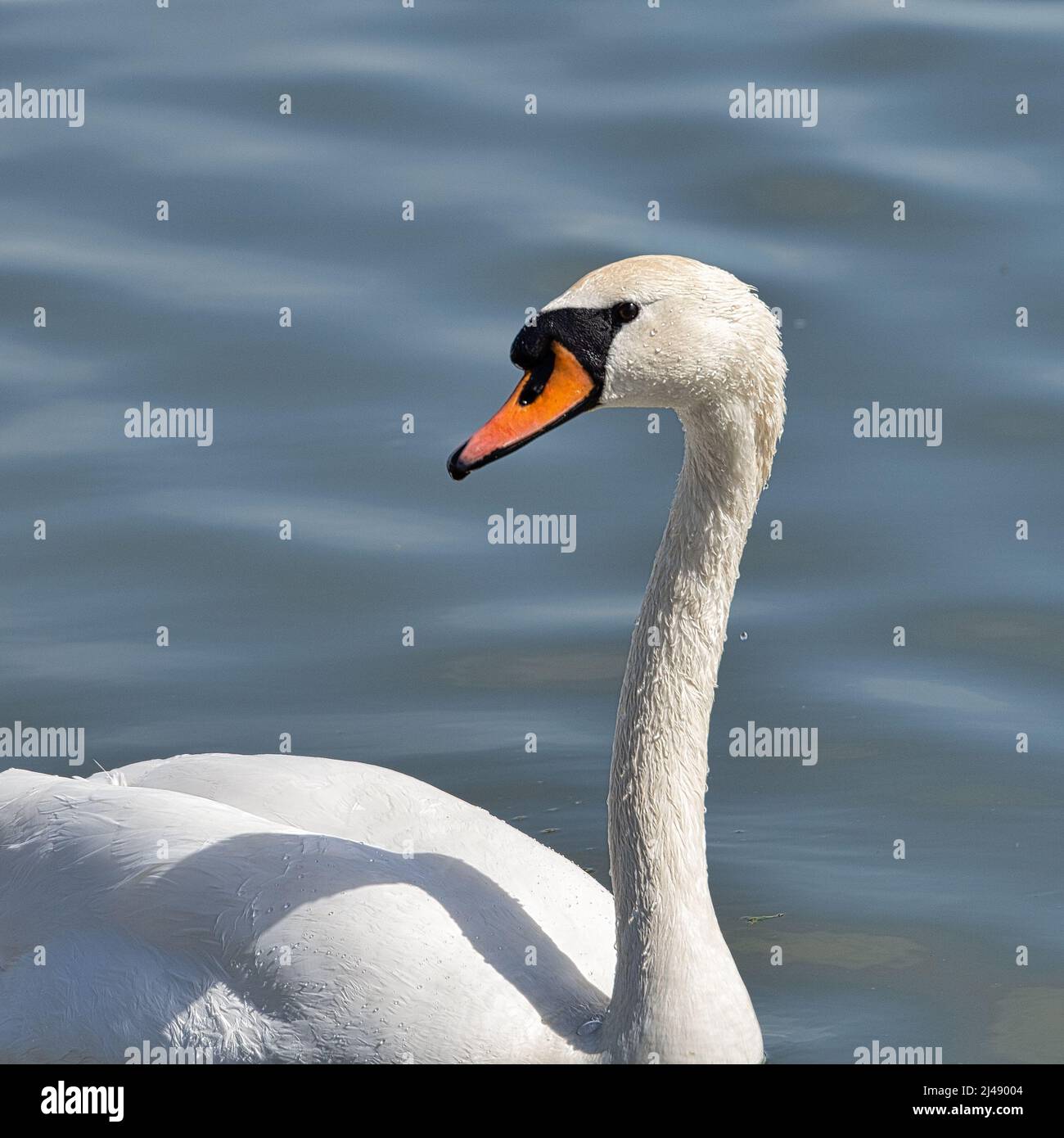 Swan next to the cycle path to Tulln. After a few minutes, I was no ...