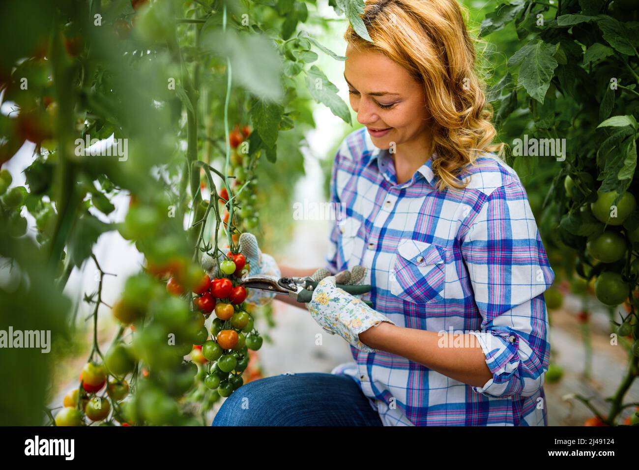 Young smiling agriculture woman worker working, harvesting tomatoes in ...
