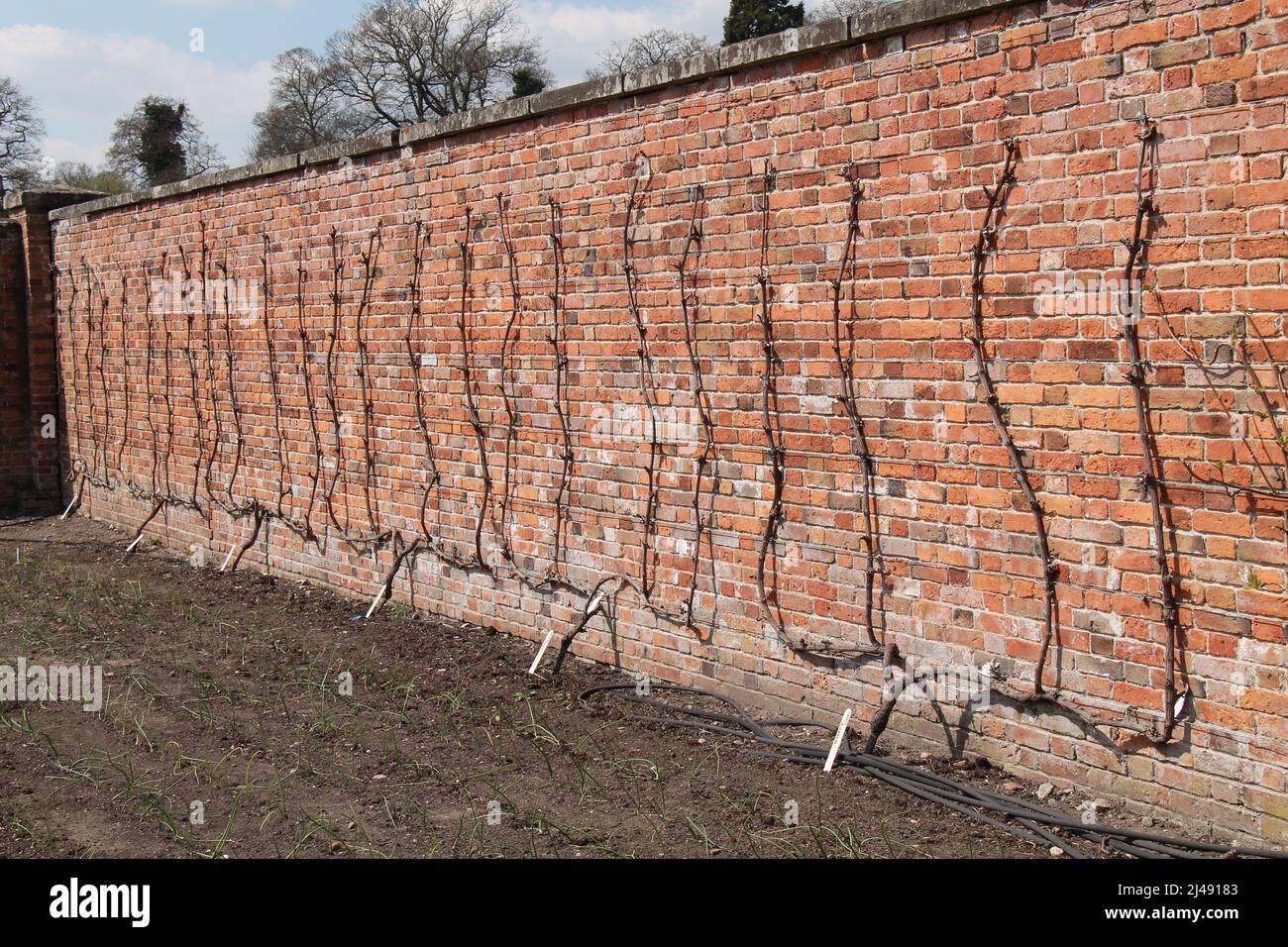 Vine growing wall hi-res stock photography and images - Alamy