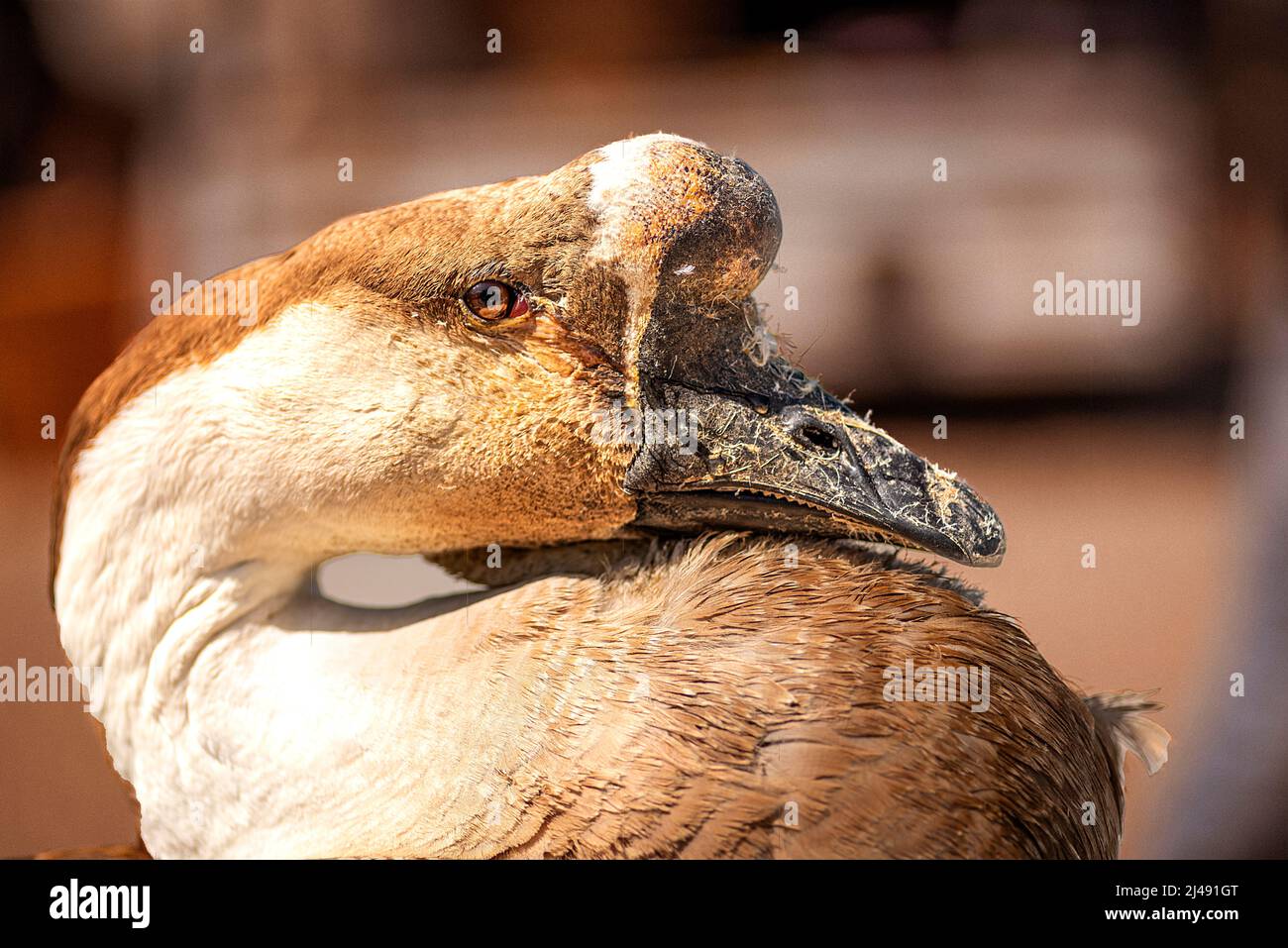 very sad looking chinese goose Stock Photo