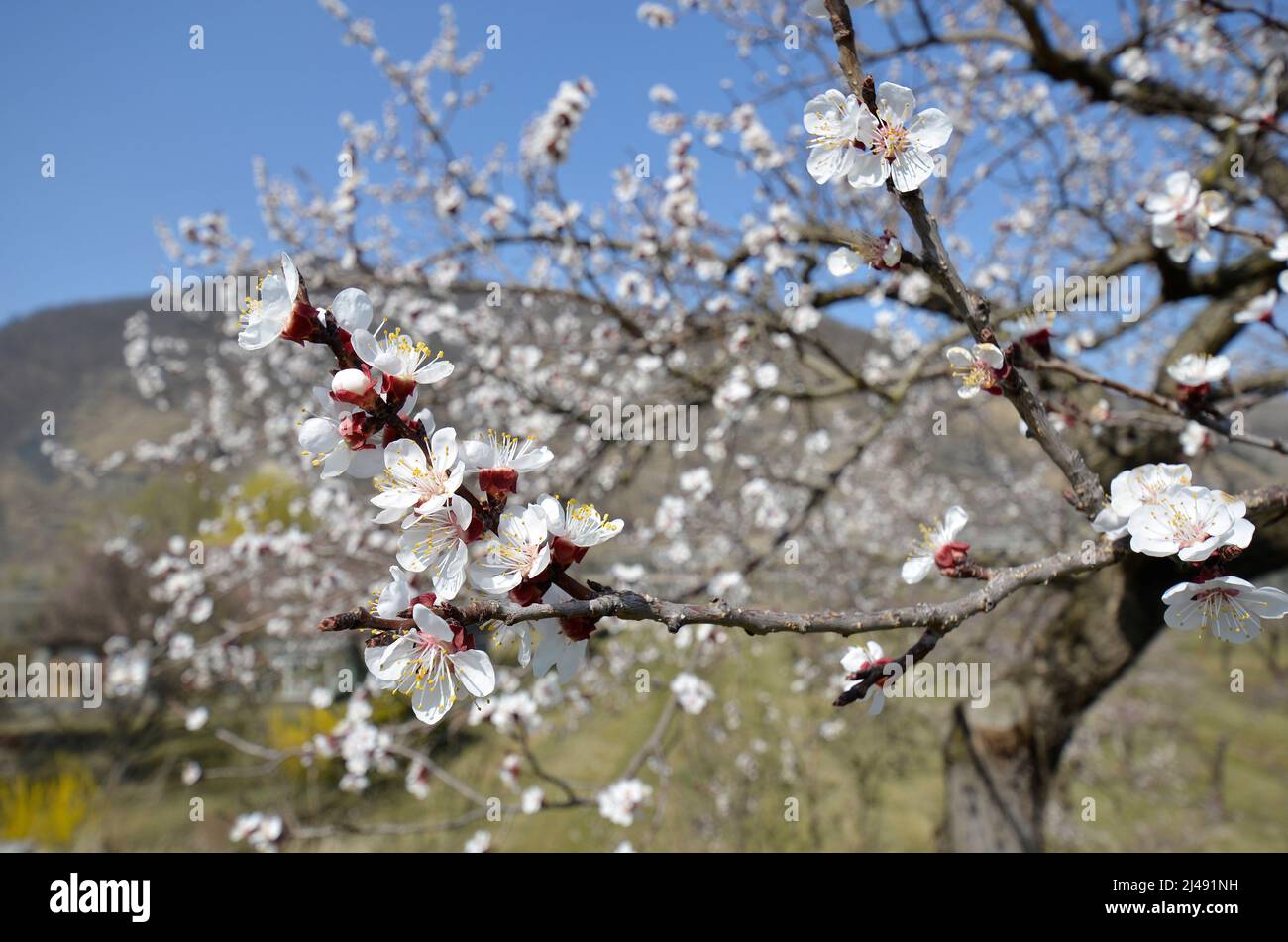 Austria, apricot blossom in the Unesco worrld heritage site Danube