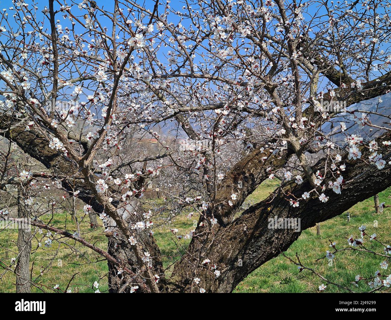 Austria, UNESCO world heritage site of Danube Valley, season with