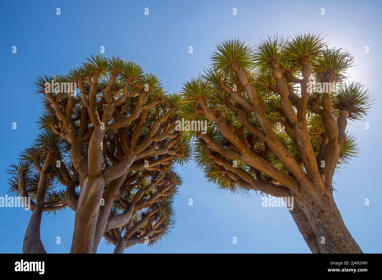 Cenobio di Valeron, Gran Canaria island, Spain Stock Photo - Alamy