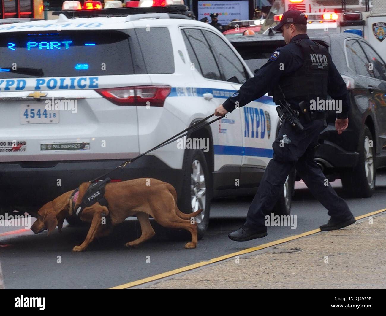 Escaping from street dogs hires stock photography and images Alamy
