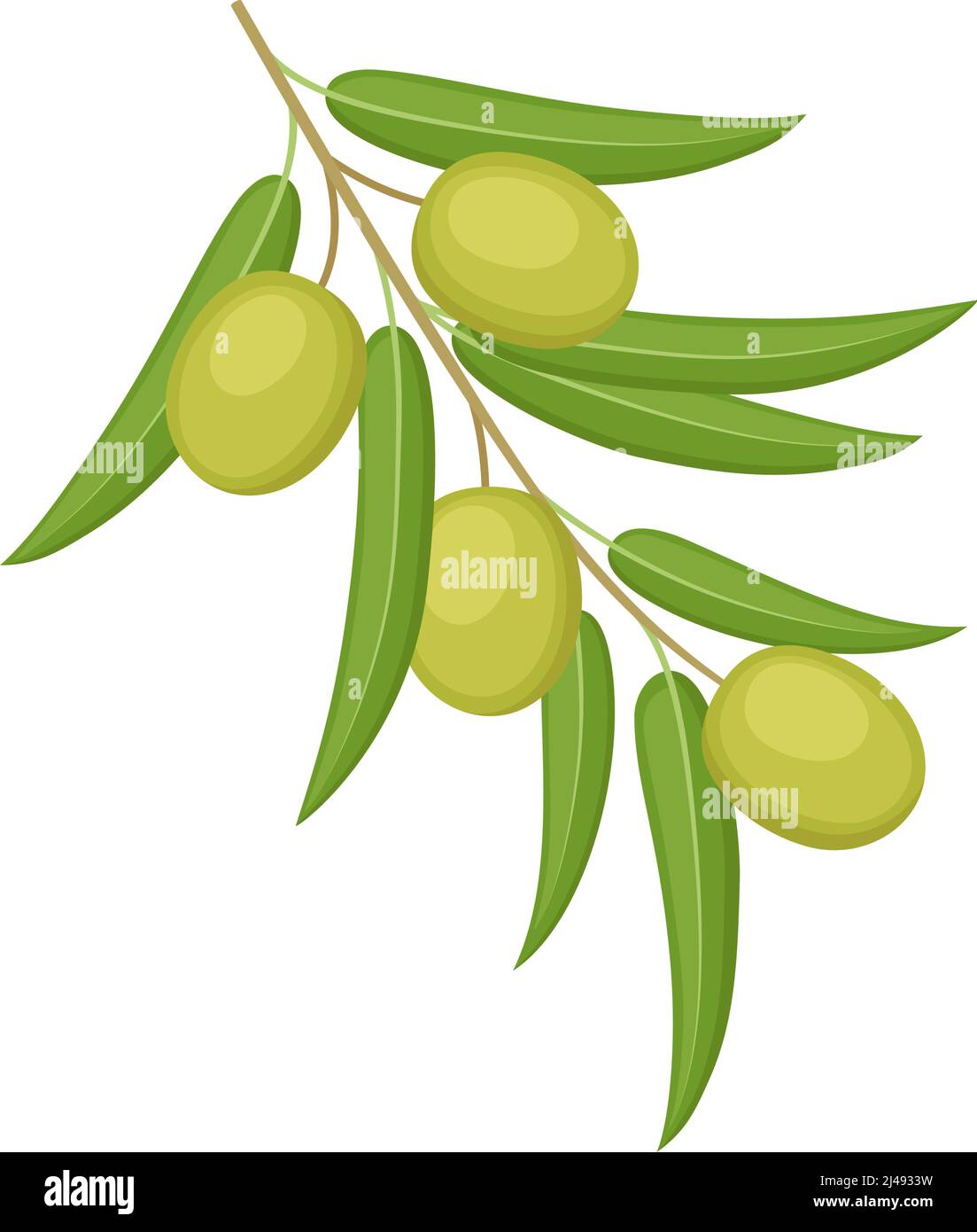 Green olives on branch isolated on white background. Vector ...