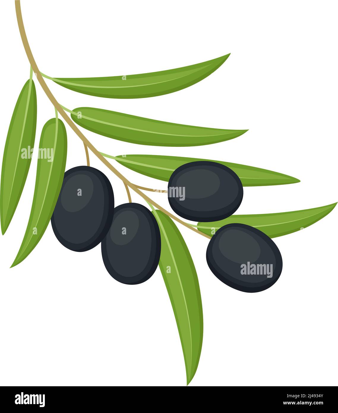Black olives on branch isolated on white background. Vector ...