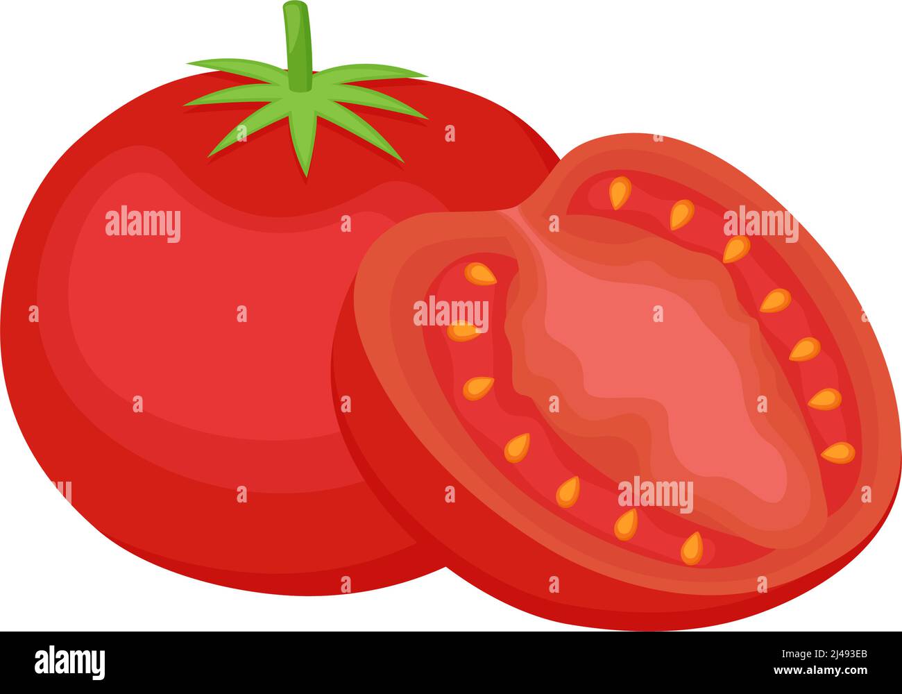 Fresh farm tomatoes. Whole vegetable and half. Vector illustration Stock Vector
