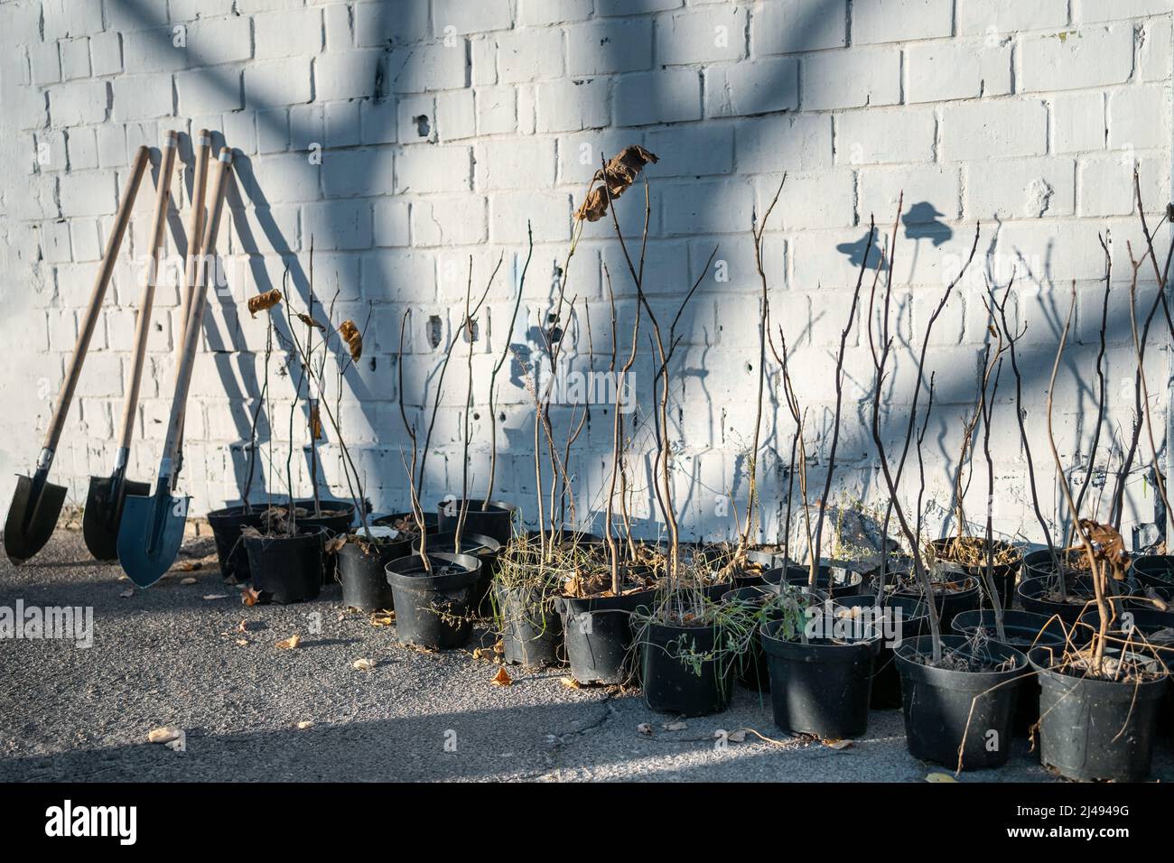 reforestation or shovel and set of young tree sapling in pots near building wall Stock Photo